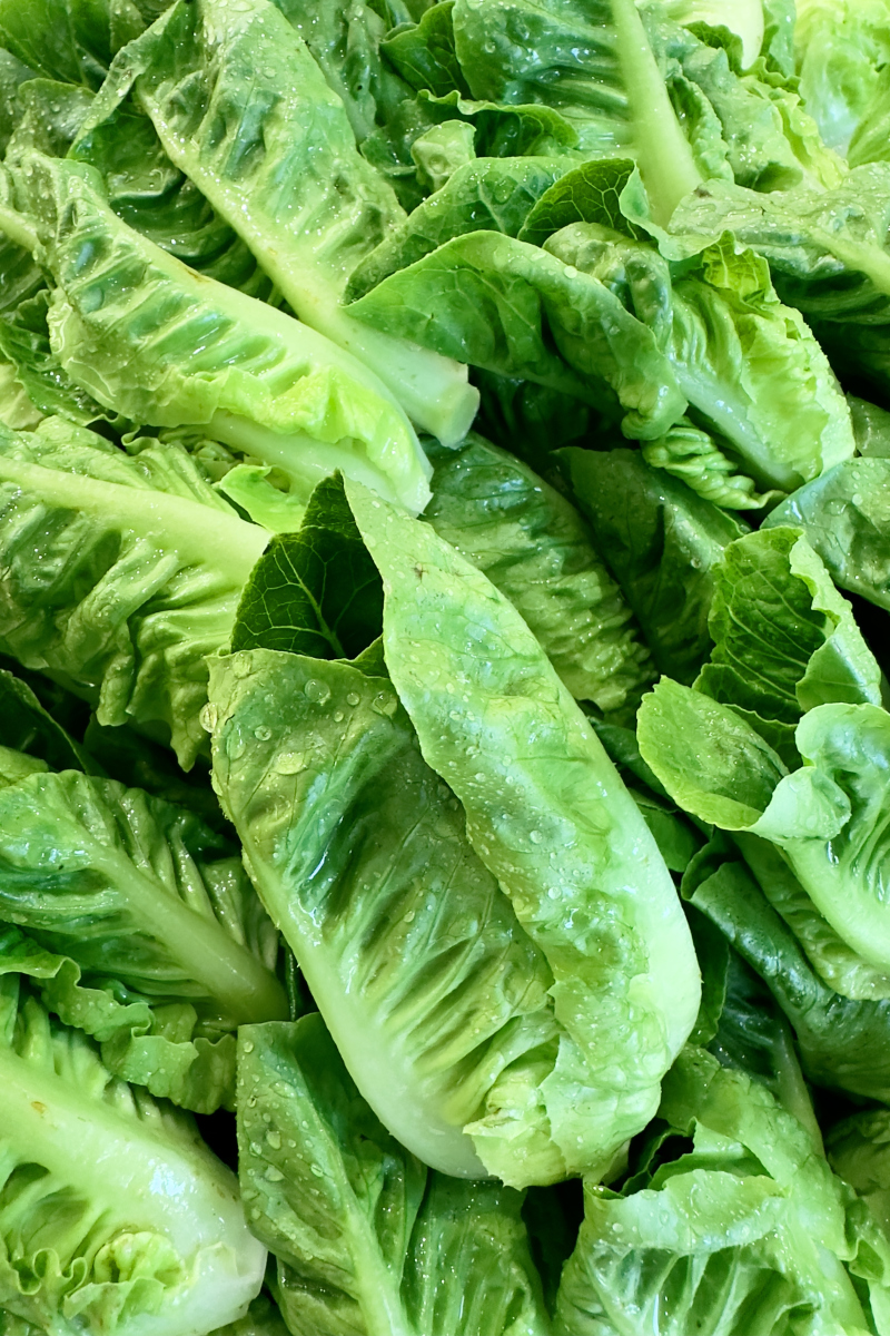 生菜是转基因蔬菜吗，如何保鲜，生菜是转基因食品吗?？-第4张图片-优品飞百科