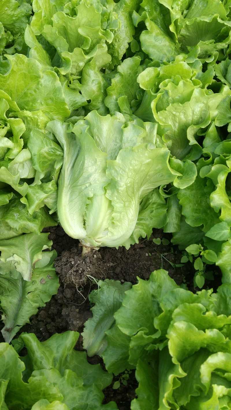 生菜是转基因蔬菜吗，如何保鲜，生菜是转基因食品吗?？-第5张图片-优品飞百科