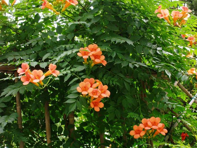 凌霄花有毒吗，厚萼凌霄花有毒吗-第1张图片-优品飞百科