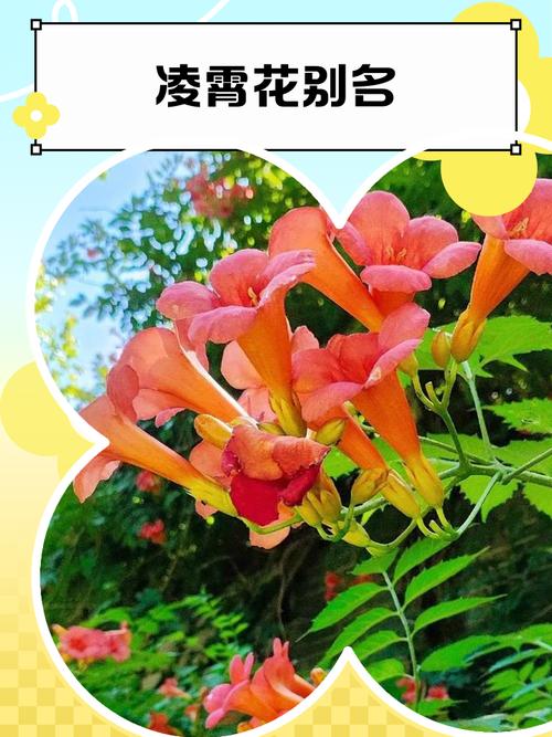 凌霄花有毒吗，厚萼凌霄花有毒吗-第2张图片-优品飞百科