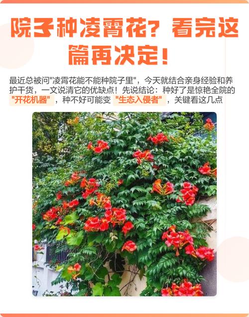凌霄花有毒吗，厚萼凌霄花有毒吗-第3张图片-优品飞百科
