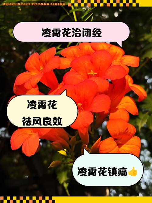凌霄花有毒吗，厚萼凌霄花有毒吗-第4张图片-优品飞百科