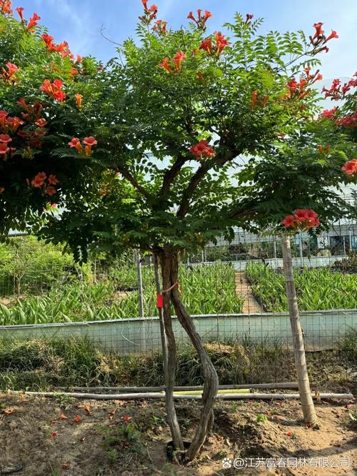 凌霄花有毒吗，厚萼凌霄花有毒吗-第5张图片-优品飞百科