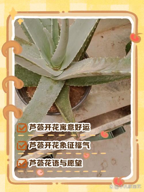 芦荟开花是好兆头吗，芦荟开花预示着什么？-第1张图片-优品飞百科