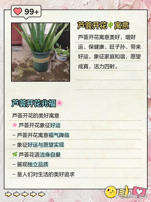 芦荟开花是好兆头吗，芦荟开花预示着什么？-第2张图片-优品飞百科