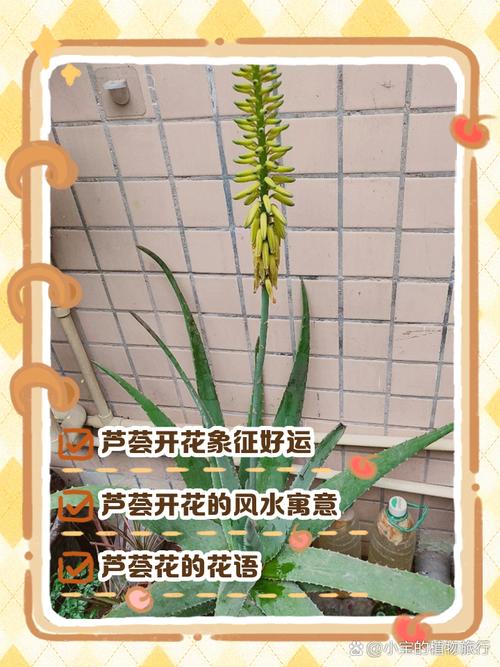 芦荟开花是好兆头吗，芦荟开花预示着什么？-第3张图片-优品飞百科
