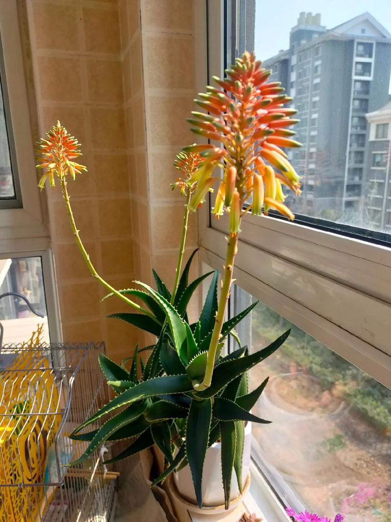 芦荟开花是好兆头吗，芦荟开花预示着什么？-第4张图片-优品飞百科