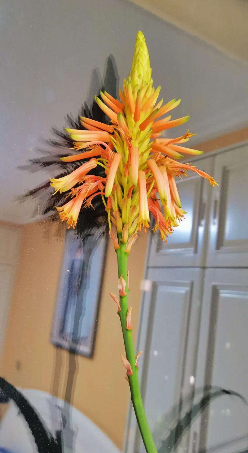 芦荟开花是好兆头吗，芦荟开花预示着什么？-第5张图片-优品飞百科