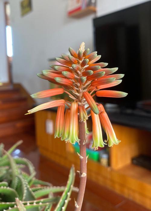 芦荟开花是好兆头吗，芦荟开花预示着什么？-第6张图片-优品飞百科