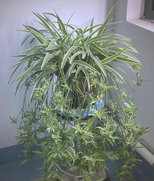 7种适合放在卧室养的花,改善睡眠更健康!,最适合放卧室的十种花?-第1张图片-优品飞百科 7种适合放在卧室养的花,改善睡眠更健康!,最适合放卧室的十种花?-第1张图片-优品飞百科