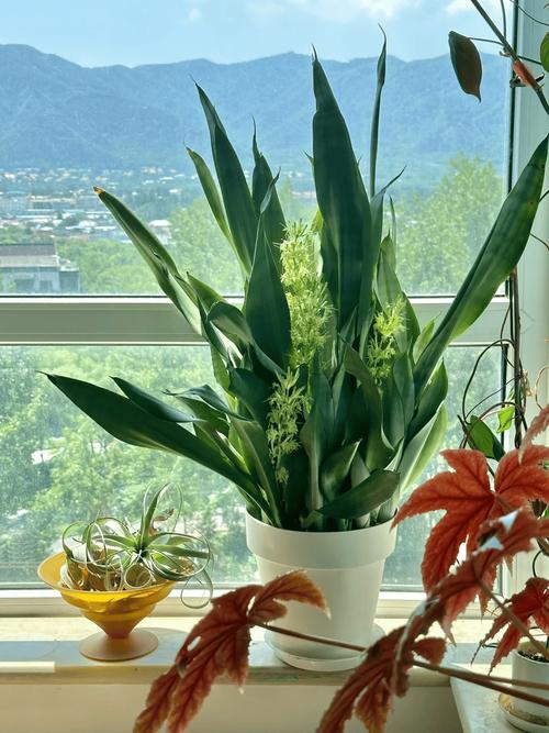 7种适合放在卧室养的花,改善睡眠更健康!,最适合放卧室的十种花?-第2张图片-优品飞百科 7种适合放在卧室养的花,改善睡眠更健康!,最适合放卧室的十种花?-第2张图片-优品飞百科