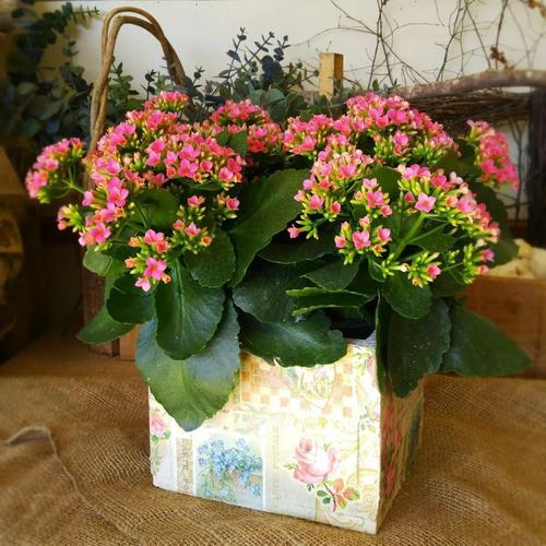 7种适合放在卧室养的花,改善睡眠更健康!,最适合放卧室的十种花?-第4张图片-优品飞百科 7种适合放在卧室养的花,改善睡眠更健康!,最适合放卧室的十种花?-第4张图片-优品飞百科