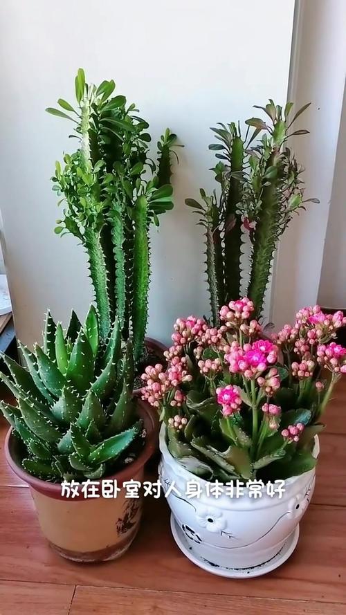 7种适合放在卧室养的花,改善睡眠更健康!,最适合放卧室的十种花?-第5张图片-优品飞百科 7种适合放在卧室养的花,改善睡眠更健康!,最适合放卧室的十种花?-第5张图片-优品飞百科