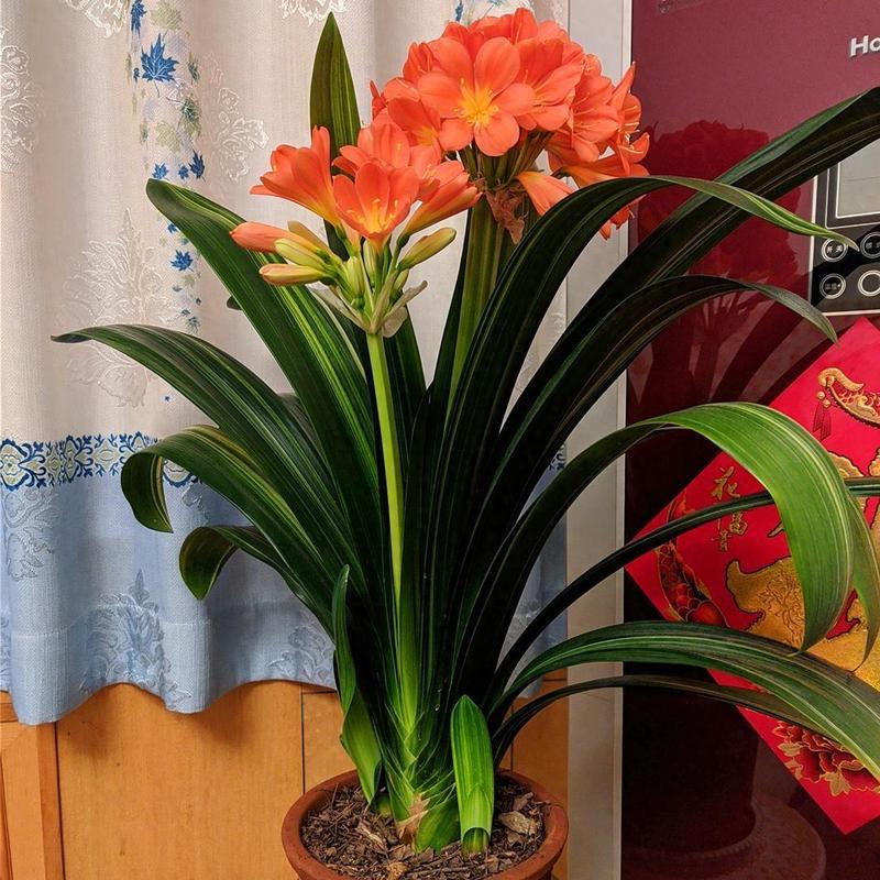 7种适合放在卧室养的花,改善睡眠更健康!,最适合放卧室的十种花?-第6张图片-优品飞百科 7种适合放在卧室养的花,改善睡眠更健康!,最适合放卧室的十种花?-第6张图片-优品飞百科