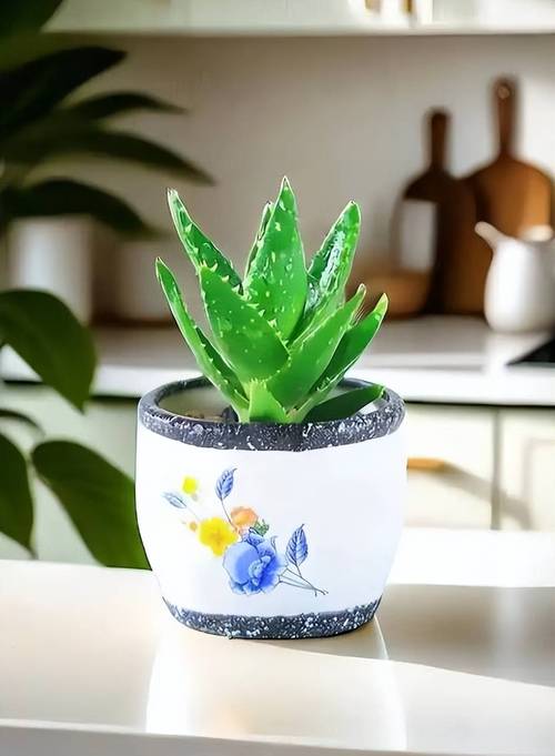 7种适合放在卧室养的花,改善睡眠更健康!,最适合放卧室的十种花?-第7张图片-优品飞百科 7种适合放在卧室养的花,改善睡眠更健康!,最适合放卧室的十种花?-第7张图片-优品飞百科