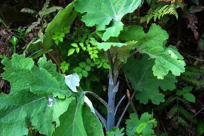 博落回的功效与作用？博落回的功效与作用在水产用量多少呢？-第1张图片-优品飞百科