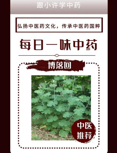 博落回的功效与作用？博落回的功效与作用在水产用量多少呢？-第2张图片-优品飞百科