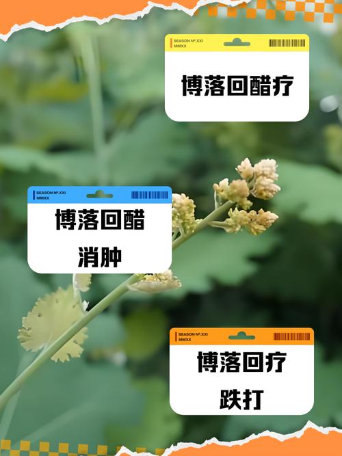 博落回的功效与作用？博落回的功效与作用在水产用量多少呢？-第4张图片-优品飞百科