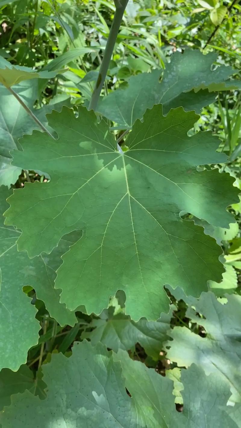 博落回的功效与作用？博落回的功效与作用在水产用量多少呢？-第6张图片-优品飞百科