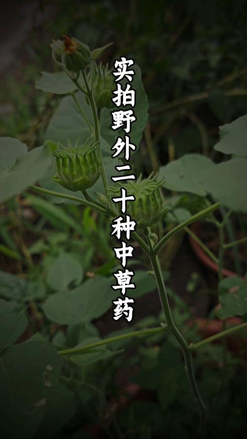 博落回的功效与作用？博落回的功效与作用在水产用量多少呢？-第8张图片-优品飞百科