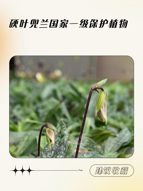 兜兰在室内种植对人体有害吗，兜兰如何种植？-第1张图片-优品飞百科