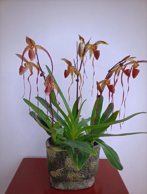 兜兰在室内种植对人体有害吗，兜兰如何种植？-第5张图片-优品飞百科