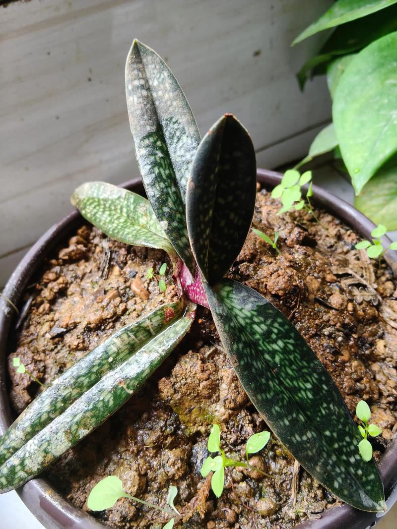 兜兰在室内种植对人体有害吗，兜兰如何种植？-第6张图片-优品飞百科