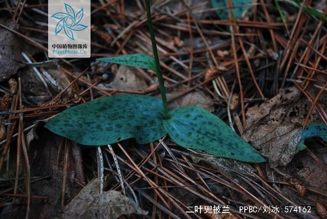 兜兰在室内种植对人体有害吗，兜兰如何种植？-第7张图片-优品飞百科