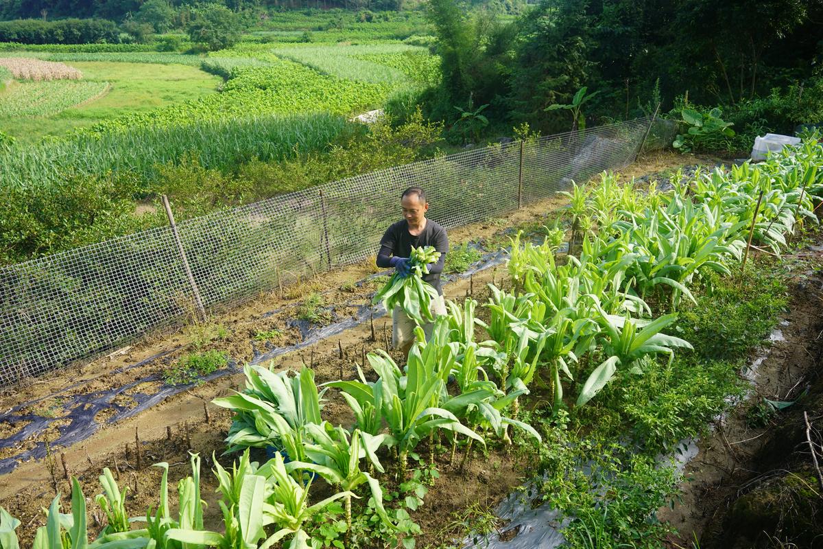 我们养的这些花农村到处都是，关键时候还能救命，养的花是什么花？-第1张图片-优品飞百科