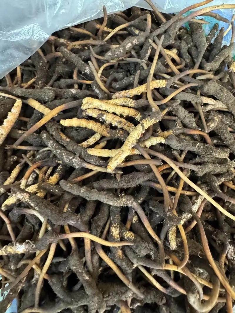 我们养的这些花农村到处都是，关键时候还能救命，养的花是什么花？-第2张图片-优品飞百科