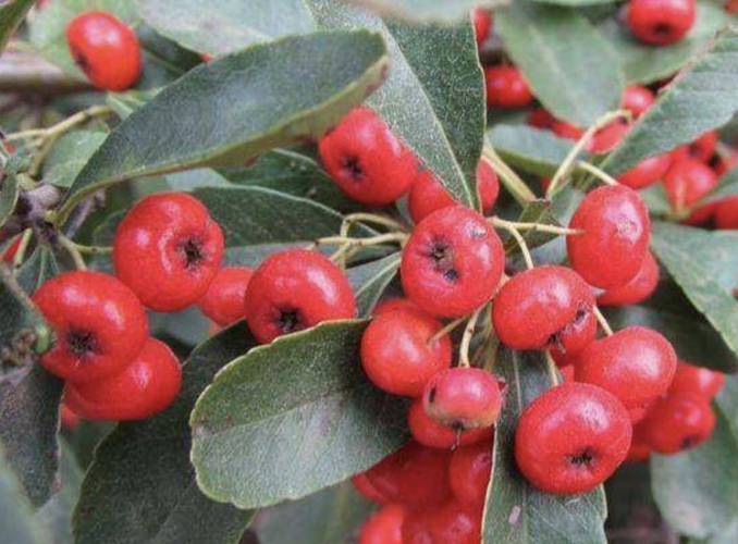 我们养的这些花农村到处都是，关键时候还能救命，养的花是什么花？-第4张图片-优品飞百科