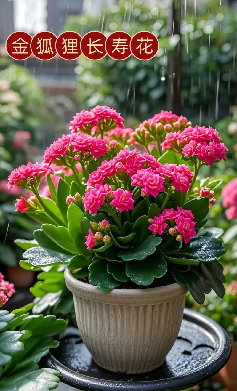 我们养的这些花农村到处都是，关键时候还能救命，养的花是什么花？-第5张图片-优品飞百科