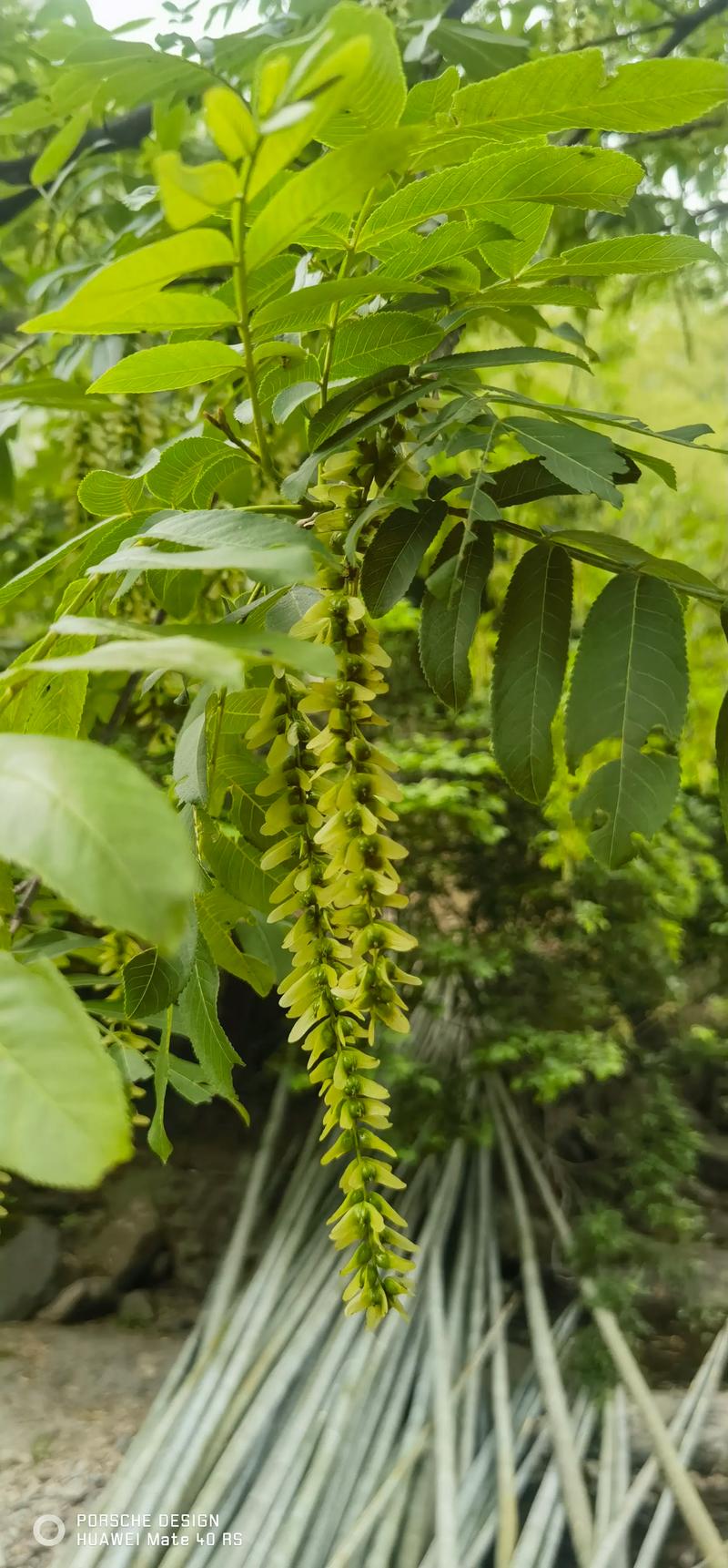 我们养的这些花农村到处都是，关键时候还能救命，养的花是什么花？-第6张图片-优品飞百科