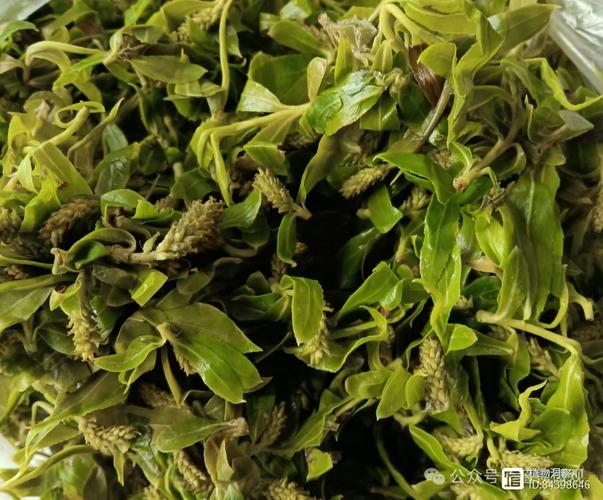 我们养的这些花农村到处都是，关键时候还能救命，养的花是什么花？-第7张图片-优品飞百科