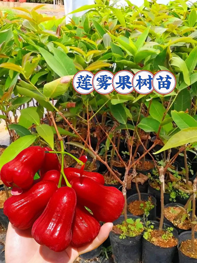 莲雾苗费用，莲雾图片，莲雾树苗的费用及图片大全？-第1张图片-优品飞百科