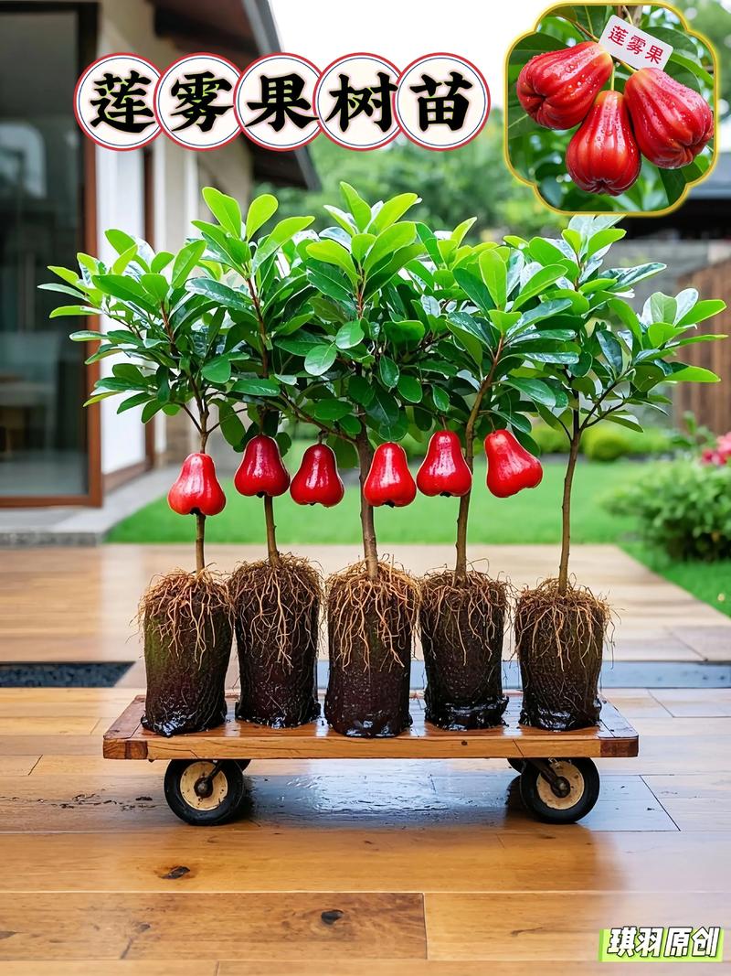 莲雾苗费用，莲雾图片，莲雾树苗的费用及图片大全？-第2张图片-优品飞百科