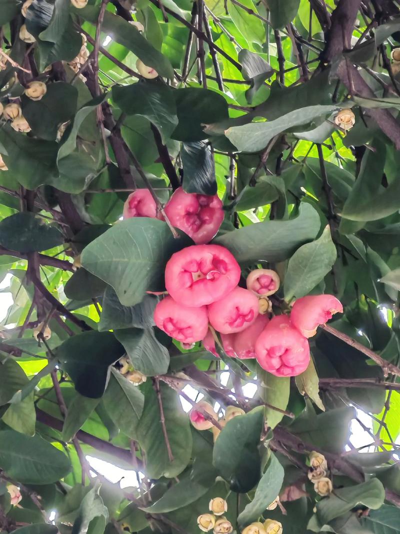 莲雾苗费用，莲雾图片，莲雾树苗的费用及图片大全？-第3张图片-优品飞百科