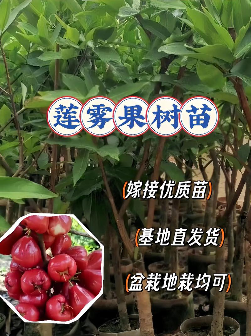 莲雾苗费用，莲雾图片，莲雾树苗的费用及图片大全？-第4张图片-优品飞百科