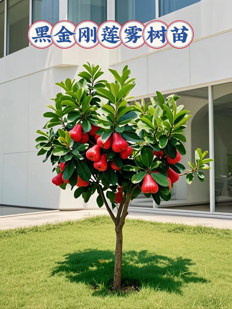 莲雾苗费用，莲雾图片，莲雾树苗的费用及图片大全？-第6张图片-优品飞百科