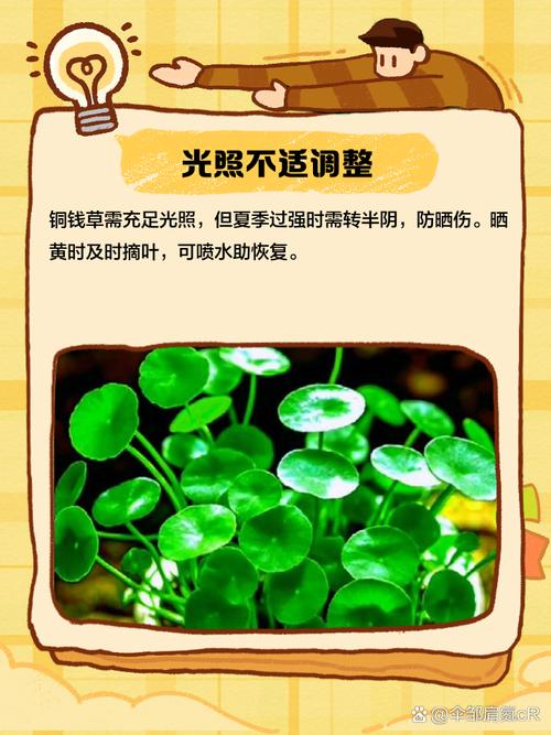 铜钱草黄叶的原因和处理办法，铜钱草黄叶的原因和处理办法图片