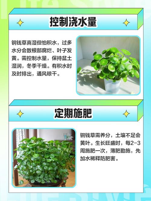 铜钱草黄叶的原因和处理办法，铜钱草黄叶的原因和处理办法图片-第3张图片-优品飞百科