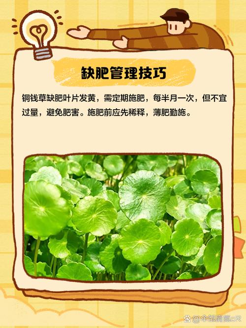 铜钱草黄叶的原因和处理办法，铜钱草黄叶的原因和处理办法图片-第4张图片-优品飞百科