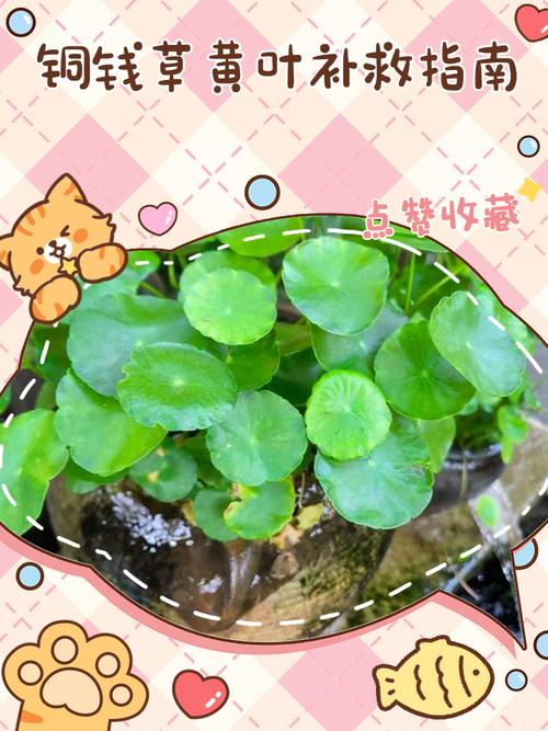 铜钱草黄叶的原因和处理办法，铜钱草黄叶的原因和处理办法图片-第5张图片-优品飞百科