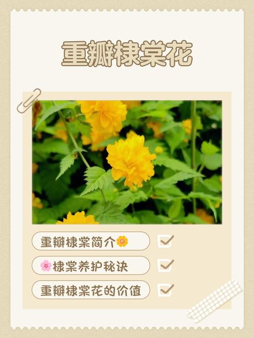 棣棠花的花语和传说，棣棠花代表什么？-第1张图片-优品飞百科