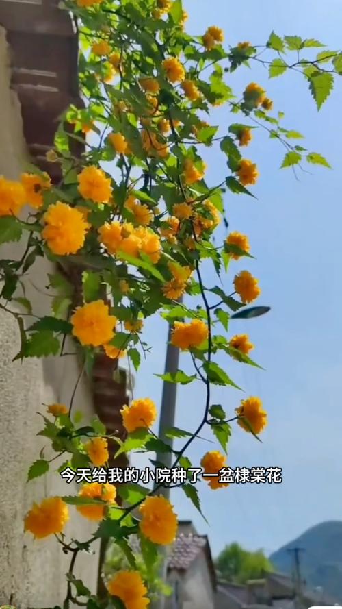 棣棠花的花语和传说，棣棠花代表什么？-第2张图片-优品飞百科