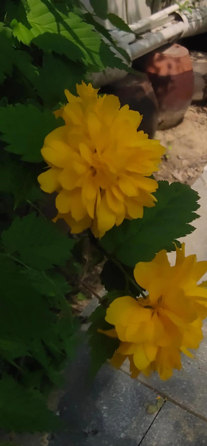 棣棠花的花语和传说，棣棠花代表什么？-第3张图片-优品飞百科