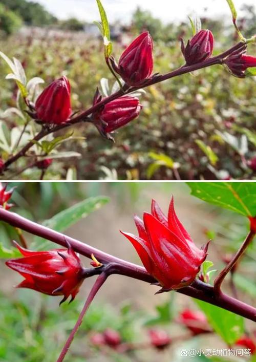 棣棠花的花语和传说，棣棠花代表什么？-第4张图片-优品飞百科