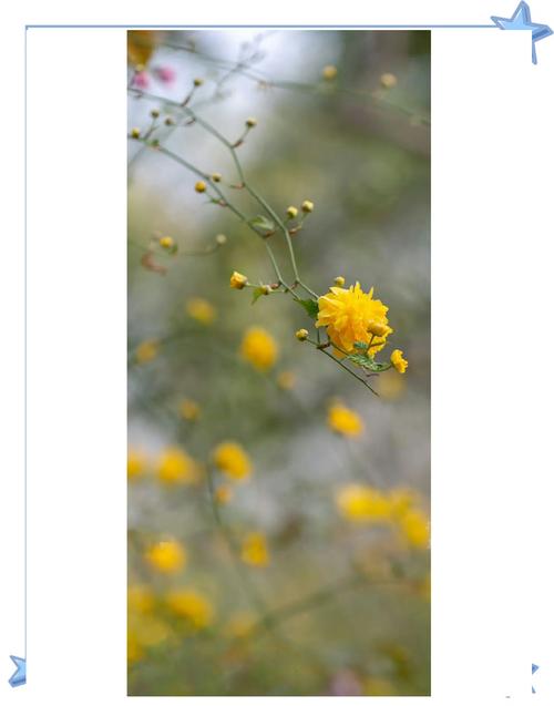 棣棠花的花语和传说，棣棠花代表什么？-第5张图片-优品飞百科