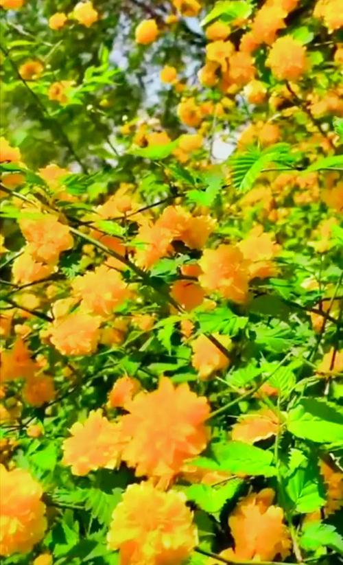 棣棠花的花语和传说，棣棠花代表什么？-第7张图片-优品飞百科