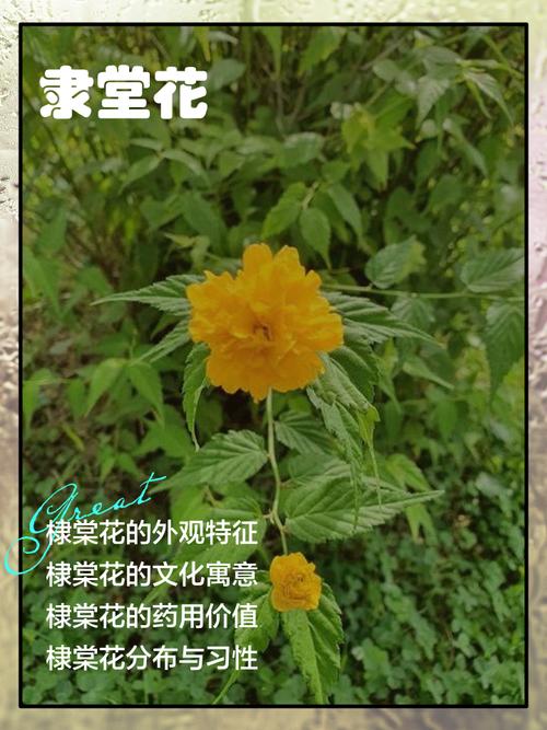 棣棠花的花语和传说，棣棠花代表什么？-第8张图片-优品飞百科